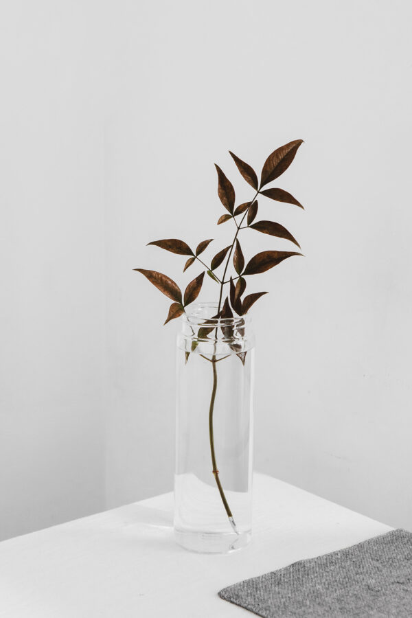 Desktop Glass Plant